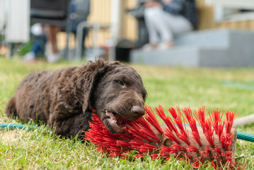 Curly Coated Retriever Welpe knabbert am Besen 2