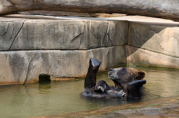 Happy Bear Swimming 2