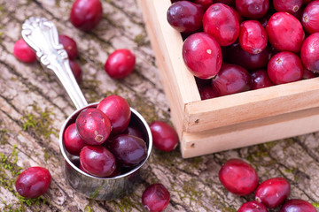 berries cranberries on the  tree bark
