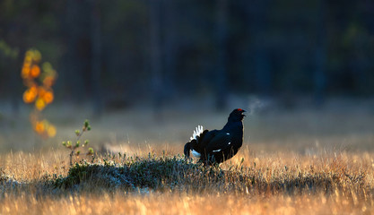 Portrait of a lekking black grouse (Tetrao tetrix) with steam breath. Sunrise Backlight. Natural habitat.