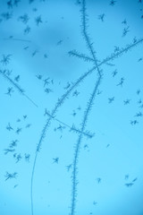 frost crystal on the window in winter