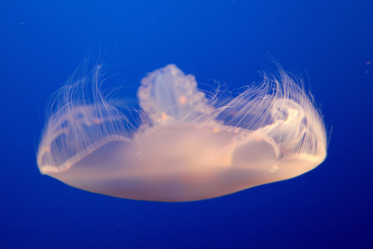 Monterey Bay Aquarium