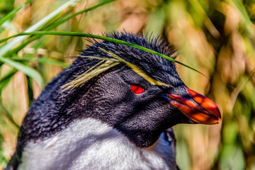 FALKLAND ISLAND, Rockhopper Penguin