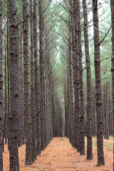 Naklejka premium Pine Trees are seen in the State of Florida.