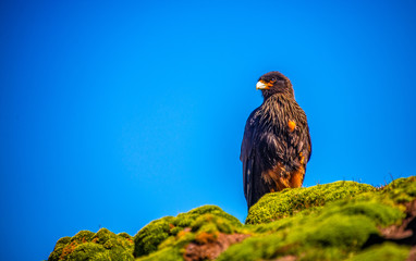 FALKLAND ISLAND, Striated Caracara
