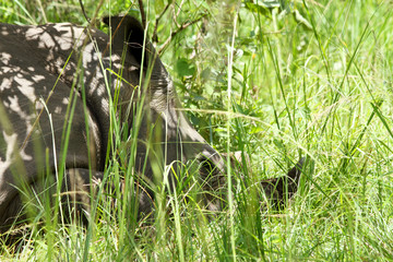 Rhinoceros resting in the grass