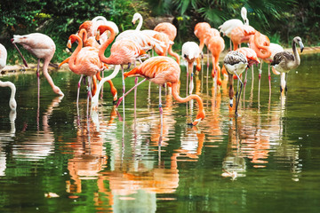 Groupe de flamants roses