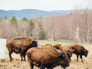 Fototapeta premium American Bison and buffalo grazing in a field. A symbol of America and the West.