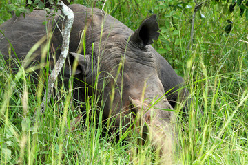 Too Close to a Sleeping Rhino