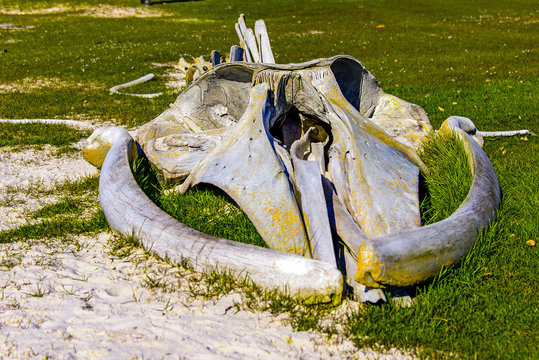 FALKLAND ISLAND, Whale  bones