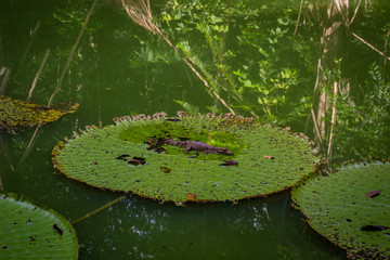 Cities of Brazil - Manaus, Amazonas - Views from MUSA (Amazonian Museum)