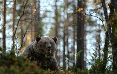 Brown bear in the autumn forest. Evening twilight.   Scientific name: Ursus arctos. Natural habitat.