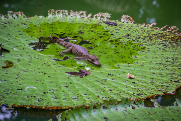 Cities of Brazil - Manaus, Amazonas - Views from MUSA (Amazonian Museum)