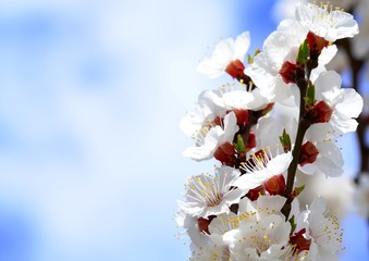 Flowering apricot close-up in early spring, free space