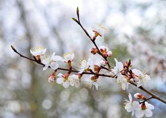 Flowering apricot close-up in early spring