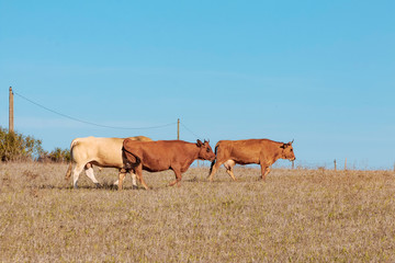 cows grazing in meadow