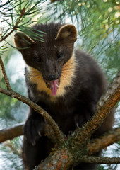 The European pine marten (Martes martes), known most commonly as the pine marten in Anglophone Europe, and less commonly also known as pineten, baum marten, or sweet marten
