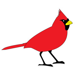 Animal-Colorful Red Cardinal Bird