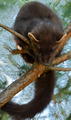 The European pine marten (Martes martes), known most commonly as the pine marten in Anglophone Europe, and less commonly also known as pineten, baum marten, or sweet marten