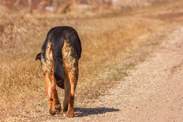 Lonely Dog Walking Along the side of a Dirt Road