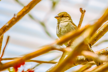 Small Bird through the Branches of a Tree