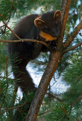 The European pine marten (Martes martes), known most commonly as the pine marten in Anglophone Europe, and less commonly also known as pineten, baum marten, or sweet marten