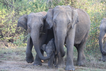 Fototapeta na wymiar Elephants with baby