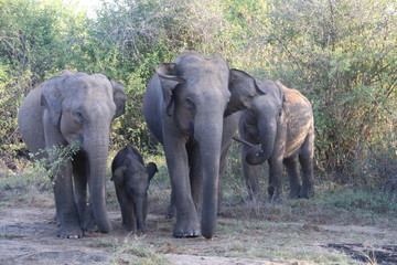 Obraz premium Elephants with baby