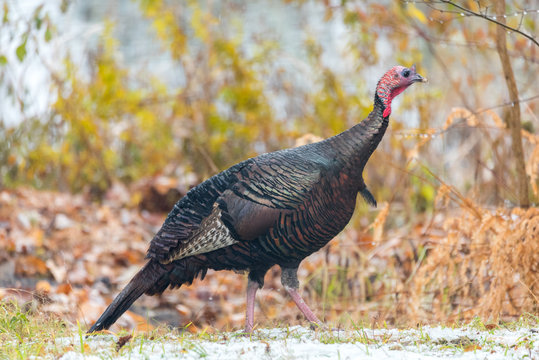 Eastern Wild Turkey (Meleagris gallopavo silvestris) hen in a autumn colored wooded yard pauses momentarily as if to pose for the camera.