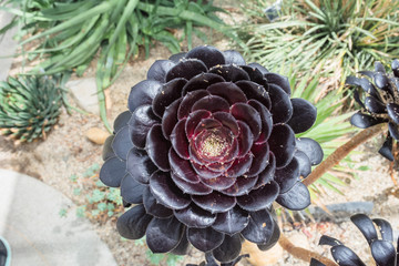Crassulaceae aeonium arboreum schwarzkopf black flower in the botanic garden's glasshouse