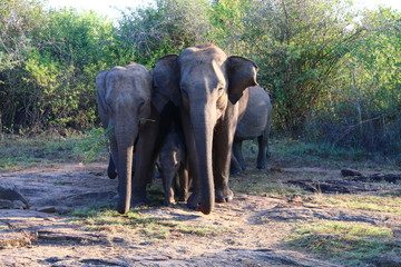 Fototapeta premium Elephants with baby