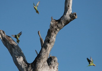 Fototapeta na wymiar Flying Parrots
