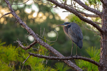 A lone Great Blue Heron roosts in a pine tree