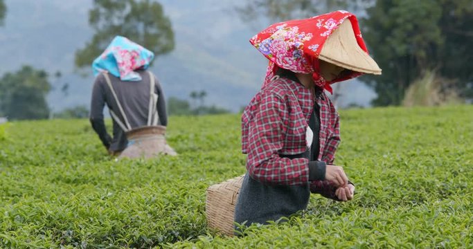 People work in the tea garden