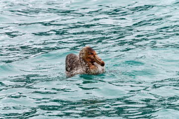 ANTARCTICA, Wandering Albatross