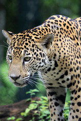 Obraz na płótnie Canvas Jaguar in Rainforest