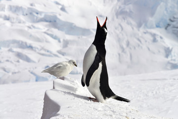 ANTARCTICA, Gentoo Penguin © fotodeandre