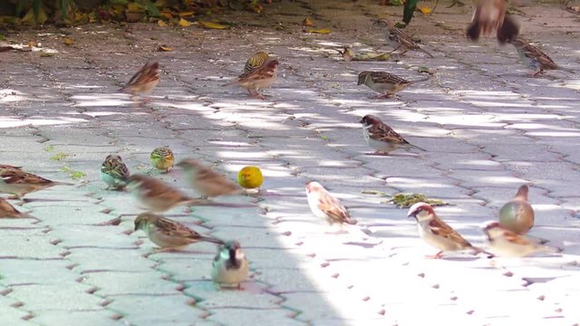 Aves comendo no ch&atilde;o