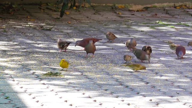 Aves comendo no ch&atilde;o
