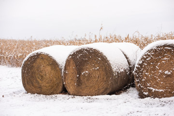 Three bales of hay in the snow