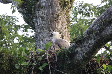 Harpy Eagle (Harpia harpyja) in Ecuador, south America
