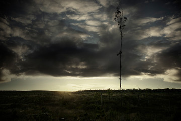 Sun setting on dark overcast landscape in winter. A tall thin tree stands still as the sun goes down.