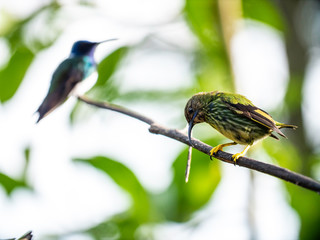 hummingbird on a branch