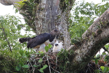 Harpy Eagle (Harpia harpyja) in Ecuador, south America