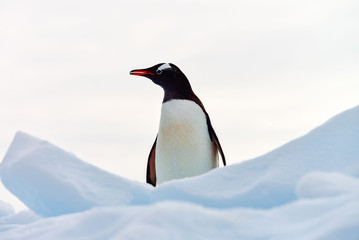 ANTARCTICA, Gentoo Penguin