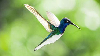 Humming Bird