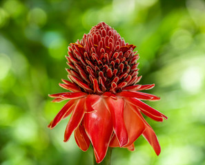 closeup of red flower