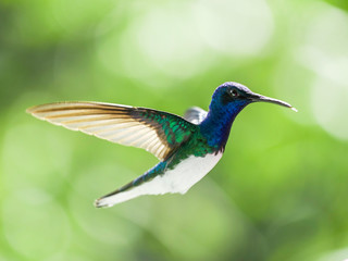 hummingbird in flight