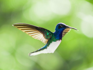 hummingbird in flight