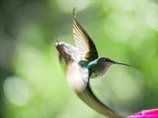 hummingbird in flight